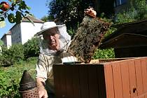 Bída, hody, slušná snůška. Tak hodnotí včelaři na Blanensku poslední tři roky. Oproti loňsku stočili letos o něco méně medu. Ceny však zůstávají stejné. Za kilo medu zaplatí lidé kolem sto padesáti korun.