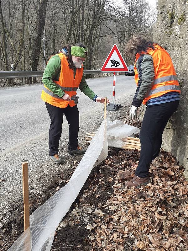 V neděli rozmístili dobrovolníci u silnice v Josefovském údolí na Blanensku zábrany z fólie. Usměrní tah obojživelníků.