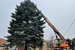 Tradiční symbol vánoc ozdobí v pondělí Masarykovo náměstí v Boskovicích. Ráno ho dělníci pokáceli v nedalekém městysu Knínice.