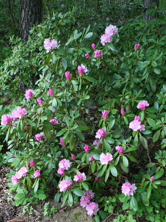 Výstava rododendronů v boskovické Šmelcovně.