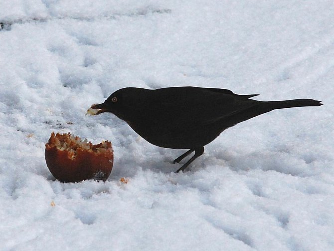 Zimní život ptáků. ilustrační foto