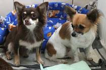 Pětatřicet psů z množírny z Břeclavska našlo nový domov v psím hospicu v Bukovince na Blanensku. Po karanténě a ošetření budou připraveni k adopci.