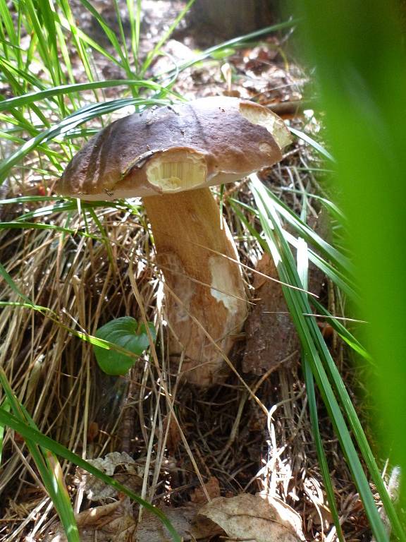 Houbaři na Blanensku v těchto dnech rozhodně nechodí z lesa s prázdnou. Rostou suchohřiby, praváci, růžovky, kuřátka, klouzci, babky a další dobré houby. Žádný houbař ovšem nechce prozradit, kde přesně jsou ta jeho místa.