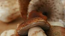 Po nedávných vydatných deštích houby rostou i na Blanensku.