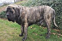Anglický mastif Heleny Kalasové z Letovic na Blanensku má rekordní zápis. S hmotností 123,7 kilogramu se jedná o nejtěžšího psa v České republice.