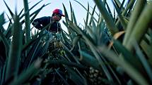 Sklizeň ananasů na fairtradové plantáži na severu Kostariky.