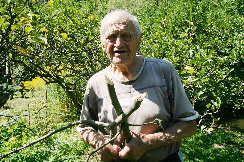 František Novák z Adamova (na snímcích) má chatu u řeky Svitavy už přes padesát let. Na zahradu mu občas chodí srnky. Před několika dny však měl jinou návštěvu. Dvě jabloně mu okousal bobr.