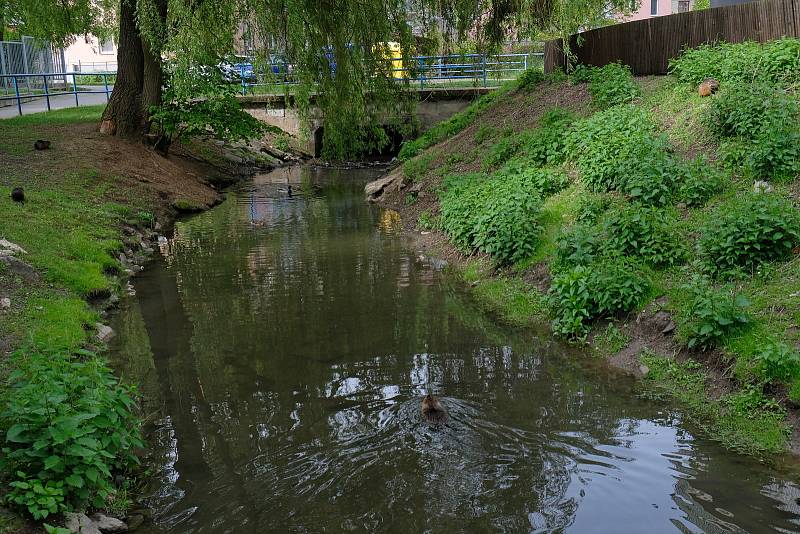 Nutrie terorizují Kuřim