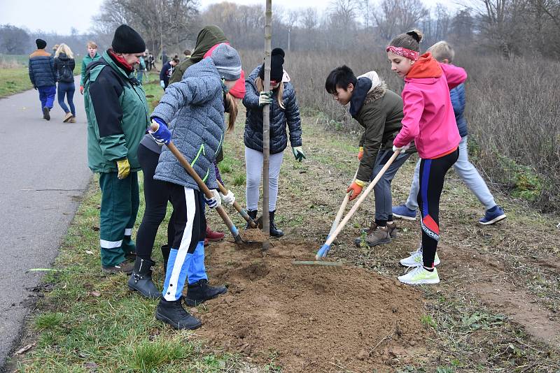 Novou alej na cyklostezce od znojemské ulice Na Hrázi směrem na Dobšice vysázeli ve spolupráci se žáky školy Dr. Josefa Mareše pracovníci Městské zeleně.