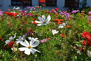 Květinový ráj v Boskovicích. Podívejte se na pestrobarevné záhonky