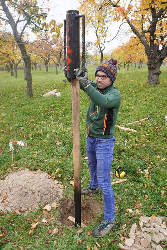 Do Moravského krasu vrací dobrovolníci ovocné stromy. Za pět let jich vysadili už dva tisíce.