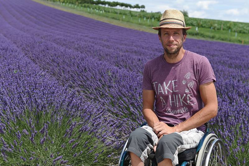 Levandulová farma ve Starovičkách na Břeclavsku.