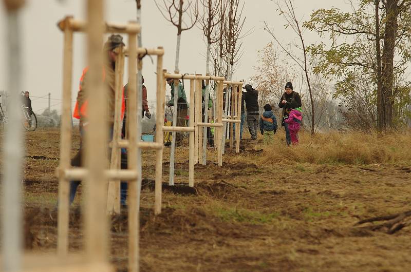 Výsadba stromů v obcích zasažených tornádem.