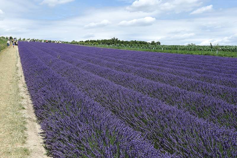 Levandulová farma ve Starovičkách na Břeclavsku.