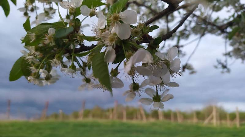 Jabloňový sad na jaře září nádherou svých květů.