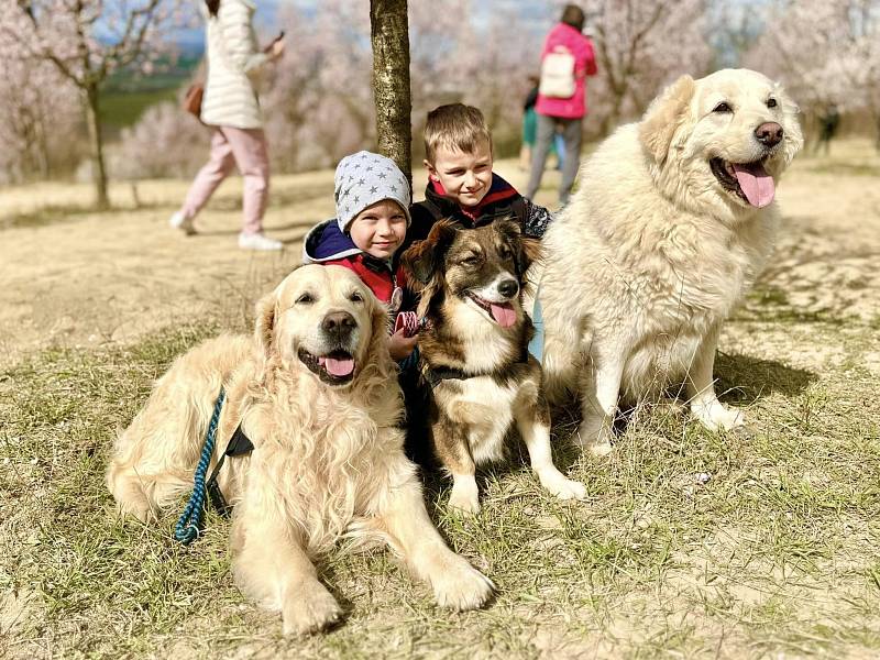 Slavnosti mandloní a vína v Hustopečích: Neotřelý program i mandlové speciality