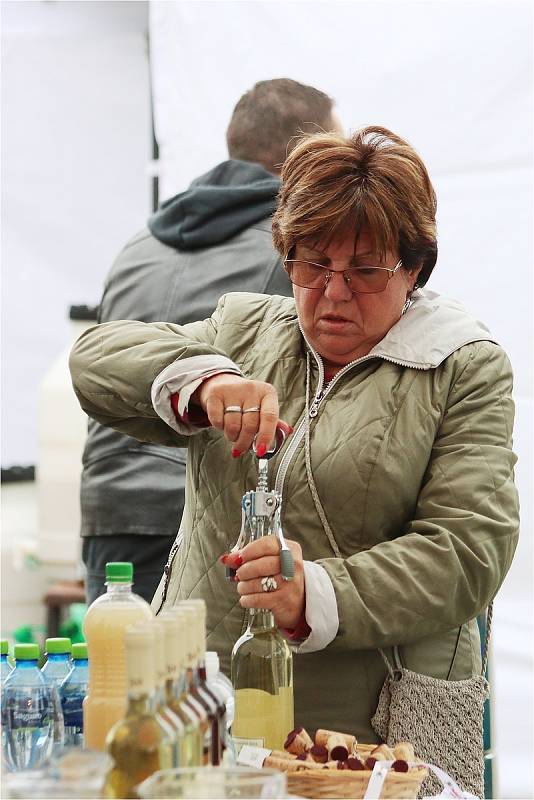 Ohlédnutí za vinobraním v Hlohovci.