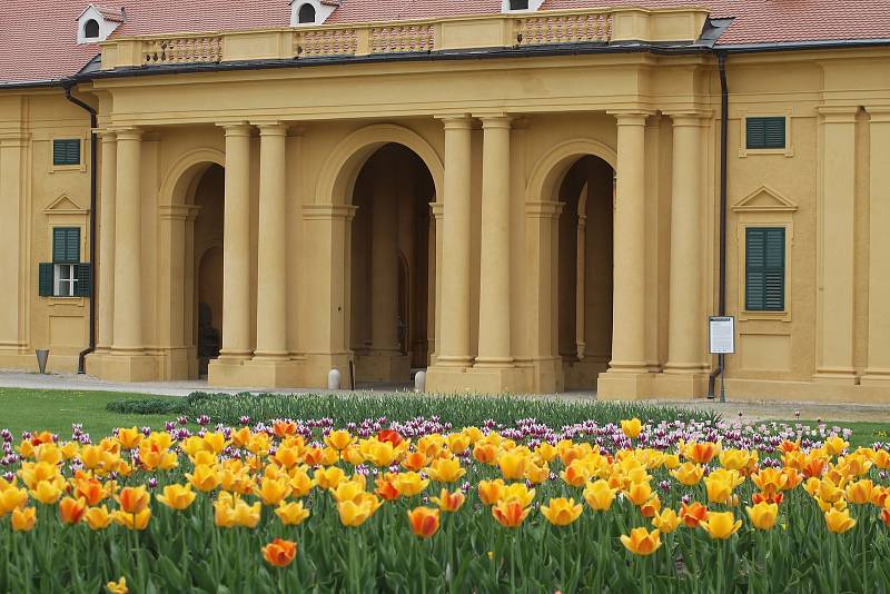 V parku lednického zámku letos vysadili třicet tisíc tulipánů.