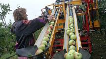 pěstování jablek