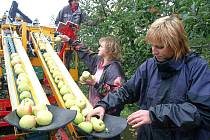 pěstování jablek