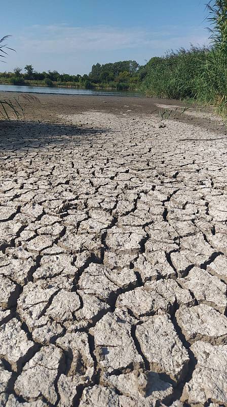 Důsledky letního sucha u rybníka v Šakvicích.