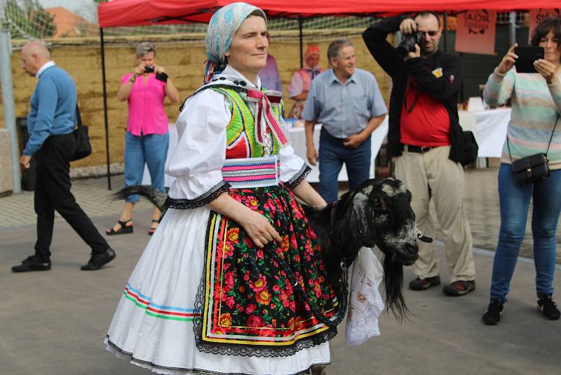 V Jevišovce oslavili tradiční chorvatské hody. S kozlem