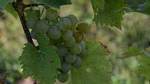 První hrozny raritní odrůdy Augustovskij posbírali na burčák v úterý ráno vinohradníci ve vinicích Chateau Valtice v Dolních Dunajovicích. První letošní burčák bude ve Valticích v prodeji už v sobotu.