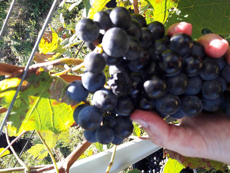 Velkobílovické Vinařství Dalibor Osička vyrábí z hroznů marmeládu. Nejčastěji z Dornfelderu.