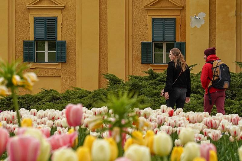 Tulipánová nádhera i letos zdobí zámecký park v Lednici na Břeclavsku.