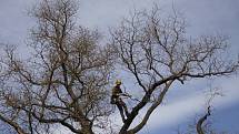 V lednickém parku prořezávali stromolezci v pondělí suché větve jerlínu japonskému. Strom je nejstarší svého druhu v České republice. Před zámkem roste už dvě stě let.