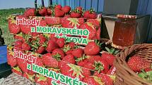 Samosběry jahod na jižní Moravě začaly oproti loňsku se zpožděním. První lidé vyrazili na plantáž v Moravském Žižkově na Břeclavsku, 9. června 2021.