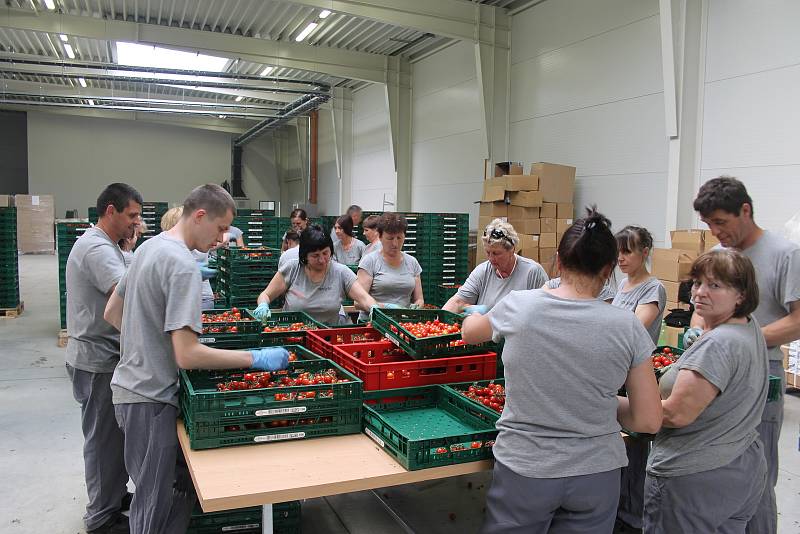 Ve sklenících u Velkých Němčic od přelomu roku sklízejí až šest tun cherry rajčat denně.