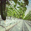 Namísto rajčat nyní pěstují ve sklenících u Velkých Němčic okurky.