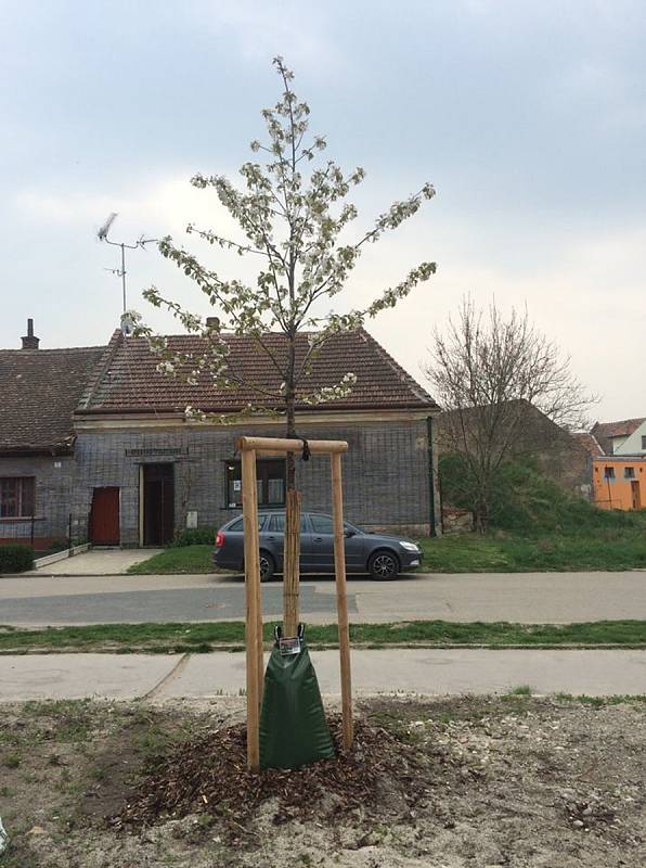 Speciální vaky k zavlažování mladých stromků testovali letos i v Mikulově.