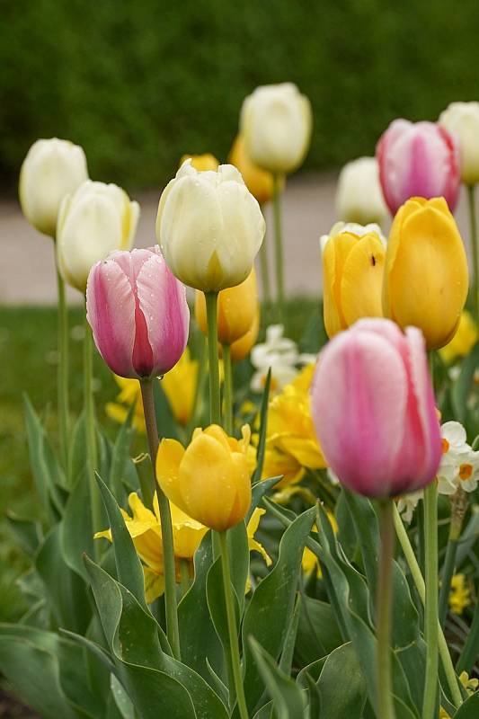 Tulipánová nádhera i letos zdobí zámecký park v Lednici na Břeclavsku.