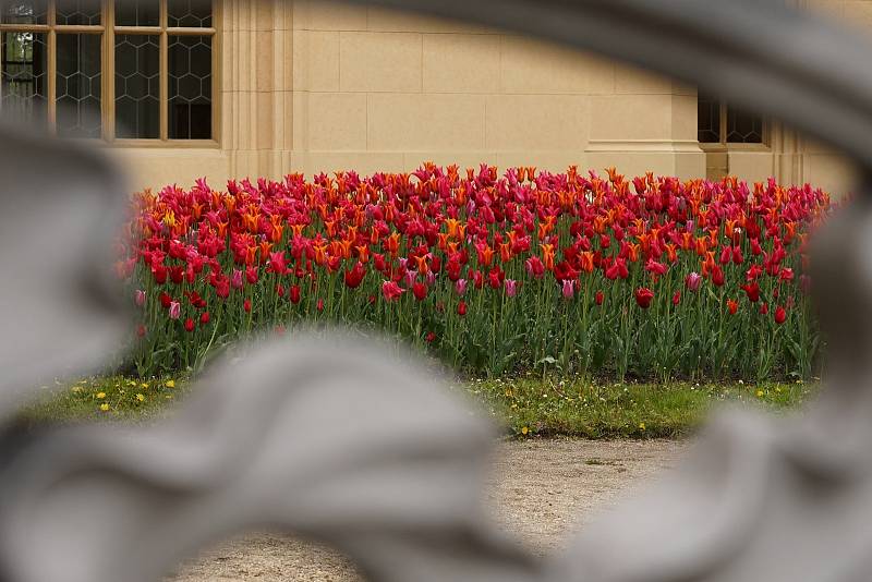 Tulipánová nádhera i letos zdobí zámecký park v Lednici na Břeclavsku.