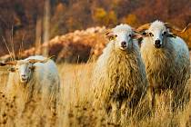Stádo ovcí se i s několika kozami pase na nejvyšším vrcholu Pálavy.