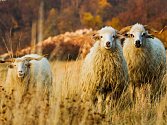 Stádo ovcí se i s několika kozami pase na nejvyšším vrcholu Pálavy.