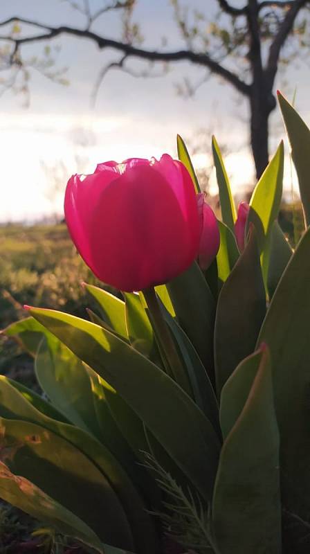 Jabloňový sad na jaře září nádherou svých květů.