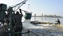Na slavnostní  výlov Vrkoče u Pohořelic se přišly podívat desítky tisíc lidí, spořádají sedm tun rybích specialit.