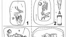 Srovnání pohřebního ritu: ženský (1) a mužský (2) hrob lidu se zvoncovitými poháry a ženský (3) a mužský (4) hrob lidu se šňůrovou keramikou.