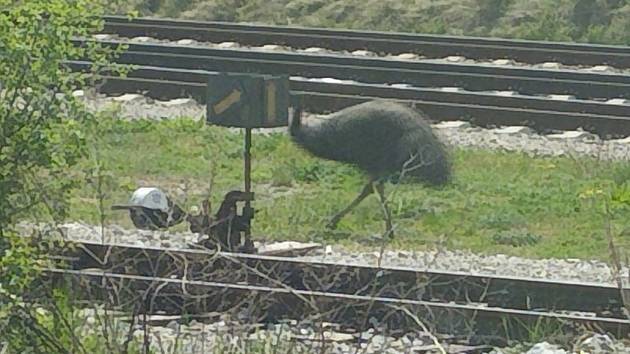 Opeřenec atrakcí ve Valticích. Ochočený pštros se procházel poblíž kolejí. Foto: se svolením Miroslava Adámka