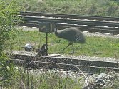 Opeřenec atrakcí ve Valticích. Ochočený pštros se procházel poblíž kolejí. Foto: se svolením Miroslava Adámka