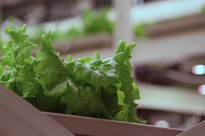 V Břeclavské Fosfě pěstují saláty bez pesticidů, v takzvané vertikální farmě.