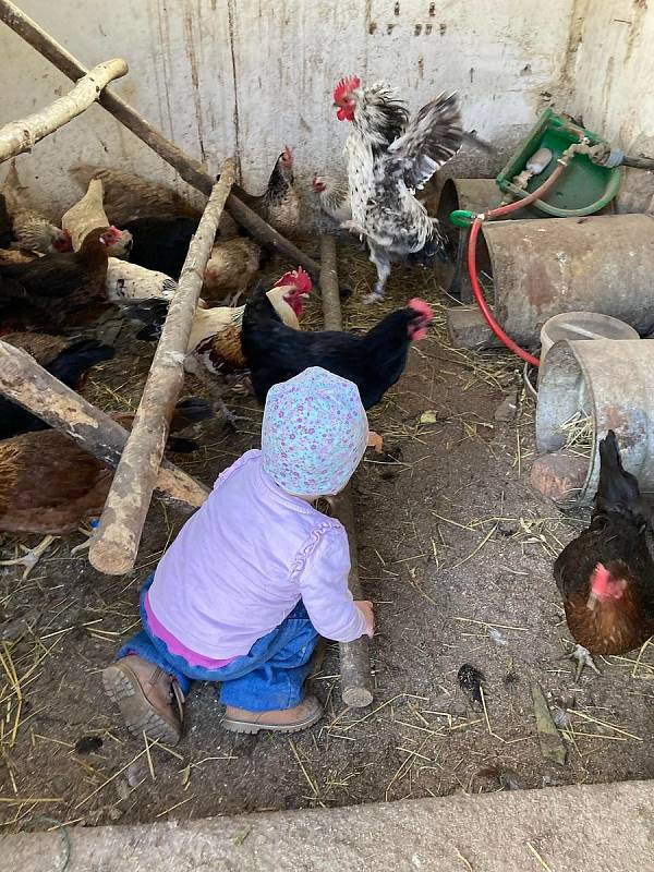 Farma manželů Drtílkových v Hlohovci na Břeclavsku je nyní jako ostatní chovy v okolí kvůli výskytu ptačí chřipky v ochranném pásmu. Drůbež přemístili do skleníku. FOTO: KLÁRA DRTÍLKOVÁ