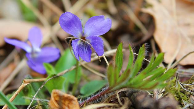 Při jarní vycházce u Morkůvek lze spatřit kvetoucí hlaváčky či koniklece. Foto: Brigita Petrášová