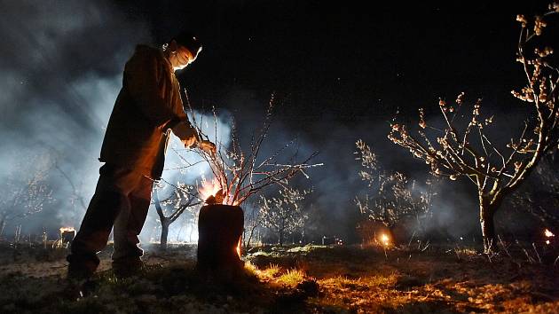 Sadaři proti mrazům bojují zapalováním ohňů v blízkosti kvetoucích stromů - Ilustrační foto