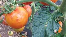 Rajčata v obřím skleníku u Velkých Němčic napadl virus ToBRFV.
