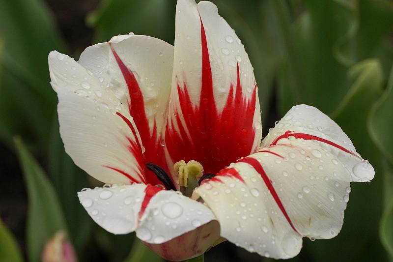 Tulipánová nádhera i letos zdobí zámecký park v Lednici na Břeclavsku.