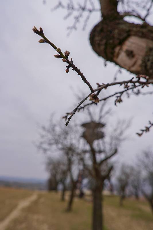 Mandloňové sady v Hustopečích se rozrostly o patnáct nových druhů tohoto stromu. Arboretum u rozhledny má zpestřit návštěvu turistům. O mandloních se na místě mnohé dozvědí. Za výsadbou stojí majitelka Hustopečské mandlárny Kateřina Kopová. 24. března 202